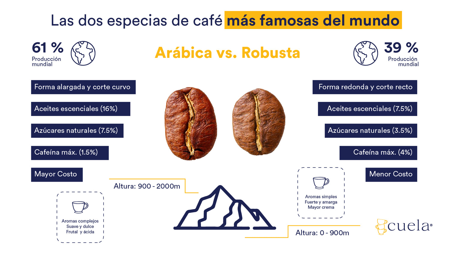 The two most famous coffee species in the World