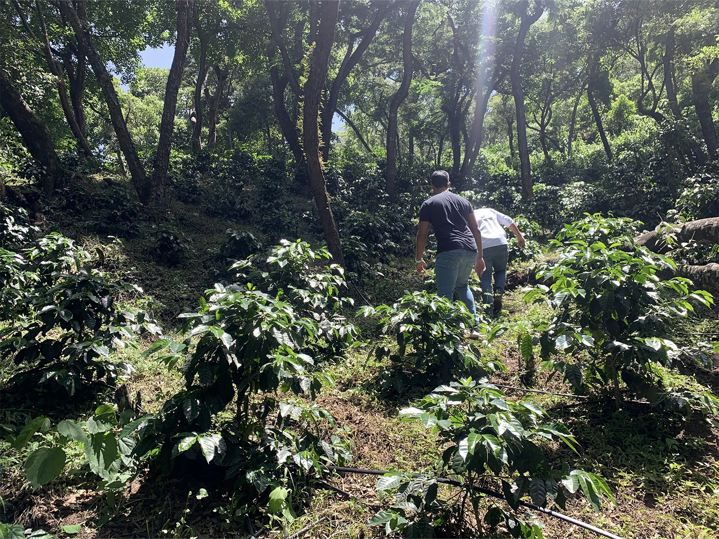 A Coffee Summer in Guatemala